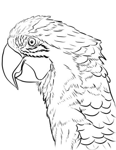 Head Of Macaw Coloring Page